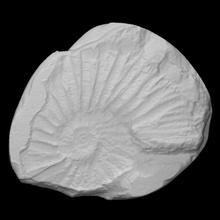 virgatopavlovia hounstoutensis scan animal shell rock fossil marine extinct 3d print model - Mito3D