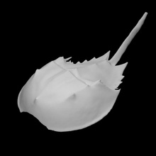 arthropod limulus horseshoe crab scan animal marine horsoe 3d print model - Mito3D