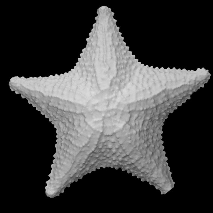 asteroid starfish seastar scan animal wild marine 3D print model - Mito3D