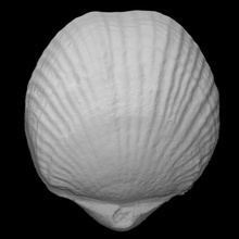 brachiopod laccio sp scansione animale conchiglia roccia fossile marino mollusco 3d print model - Mito3D
