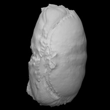 calappa flaramea pri 42120 scansione animale artigli marino Granchio 3d print model - Mito3D
