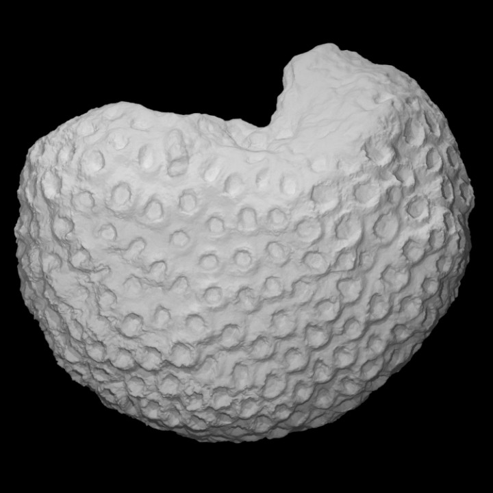 coral montastrea cavernosa pri 13355 scan animal marine 3D print model - Mito3D