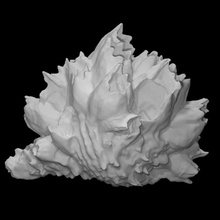 crustaceans balanus sp pri 71767 scan animal plant wild coral marine 3d print model - Mito3D