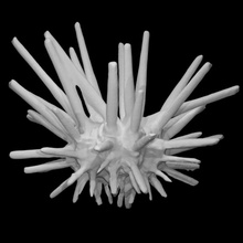 echinoid eucidaris tribuloides pri 13410 scan animal plant wild coral marine 3d print model - Mito3D