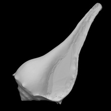 gastropoda busycon contrarium pri 69684 scan animal shell fossil marine 3d print model - Mito3D