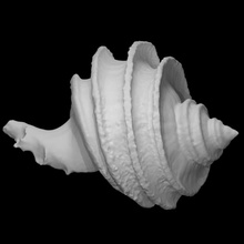 gastropod ecphora quadricostata pri 70750 scan animal shell marine mollusk 3d print model - Mito3D