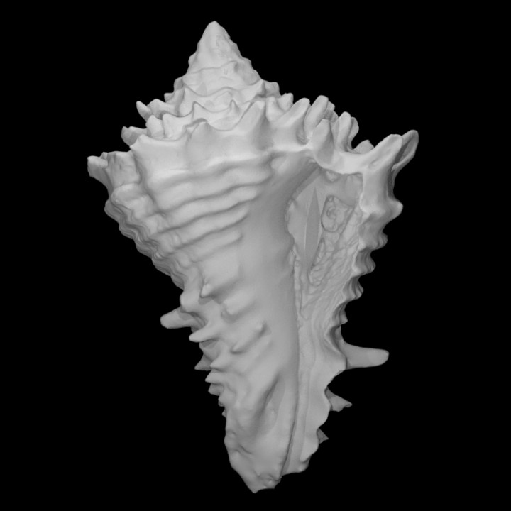 gastropod histrivasum Locklini pri 70721 taramak hayvan kabuk deniz yumuşakça 3D print model - Mito3D