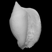 gastropod lobatus leidyi adult pri 76754 scan animal shell marine mollusk 3d print model - Mito3D