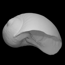 Gastropode naticarius Plicatella pri 70745 Scan Tier Schale Marine Weichtier 3d print model - Mito3D