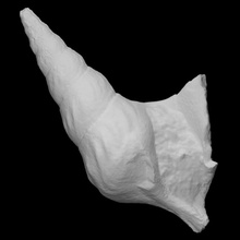 gastropod struthioptera camachoi pri 60021 scan animal shell marine 3d print model - Mito3D