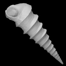gastropod turritella mortoni postmortoni pri scan animal shell marine mollusk 3d print model - Mito3D