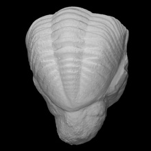 trilobite e crassituberculata pri 49811 scan animal fossil marine extinct 3d print model - Mito3D