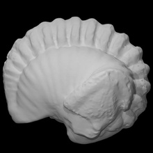 trilobita flexicalimeno meeki pri 70754 Varredura animal Rocha fóssil marinho extinto 3d print model - Mito3D