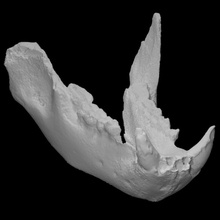 ursus spelaeus cave bear jaw pri 50009 scan anatomy animal bone teeth wild 3d print model - Mito3D