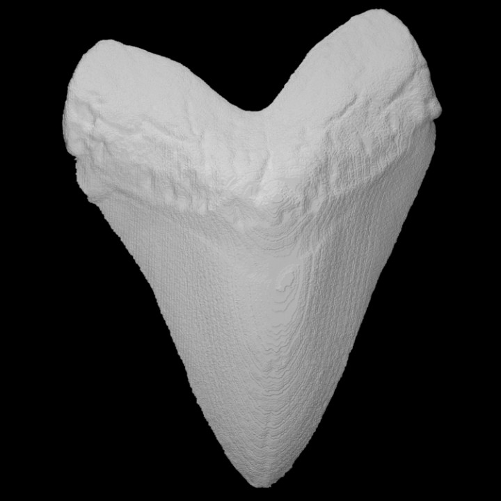 vertebrate carcharocles megalodon pri 55188 scan anatomy animal bone cord extinct spinal cacharocles 3D print model - Mito3D