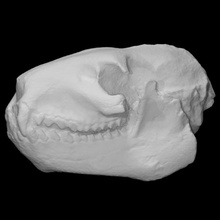 vertebrate merycoidodon culbertsoni pri 50653 scan anatomy animal face skull teeth fossil 3d print model - Mito3D