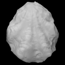 bivalvia fossil scan animal shell marine mollusk 3d print model - Mito3D