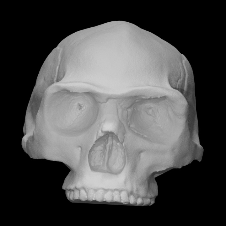 pequim homem crânio Varredura anatomia corpo osso cara cabeça humano dentes mandíbula pessoa homo erectus 3D print model - Mito3D