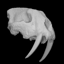 smilodon scan anatomy animal cat head skull teeth wild prehistoric extinct sabre-toothed 3d print model - Mito3D