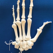 hand bone anatomy model skeleton carpus metacarpals phalanges 3d print model - Mito3D