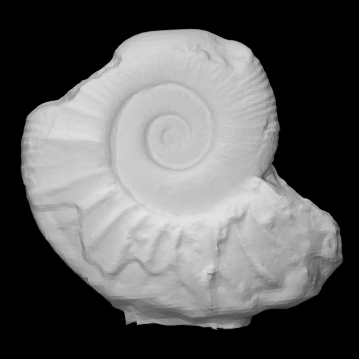 ammonite scansione animale conchiglia roccia fossile marino mollusco 3D print model - Mito3D