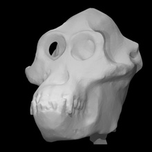 maschio orangutan cranio scansione anatomia animale osso testa scimmia 3d print model - Mito3D