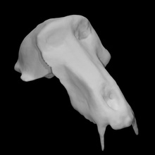 baboon skull scan anatomy animal bone head teeth jaw mammal 3d print model - Mito3D