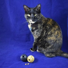 Katze behandeln Ball Spender Garten Tier Lebensmittel Haustier Spielzeug 3d print model - Mito3D