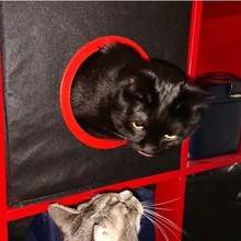 Ikea kedi Kutu kendin yap eğlence depolama kediler kallax hile 3d print model - Mito3D