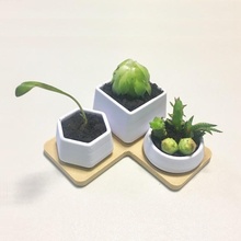 succulent caudex pot 3d print model - Mito3D