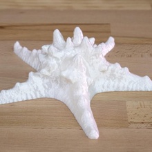 starfish photogrammetry scan education animal 3d print model - Mito3D