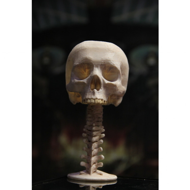 coupe crâne jardin tasse Humain colonne vertébrale 3D print model - Mito3D