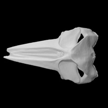 delfino cranio scansione animale osso scheletro 3d print model - Mito3D