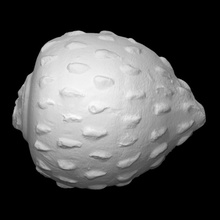 sphero conical Schiff Scan Ägypten Objekt Keramik mamluk 3d print model - Mito3D