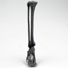 esqueleto pierna educación 3d print model - Mito3D
