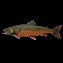 brook trout scan fish model texture red-bellied-trout 3d print model - Mito3D