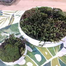 mousse jardinières jardin pot planteur plantes arrosage 3d print model - Mito3D