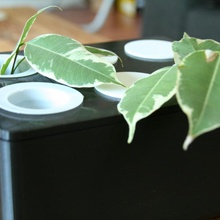 kırıntı Kutu ulaşılabilirlik tencere ağaç ekici bitkiler hidroponik 3d print model - Mito3D