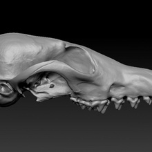 crane renard fox skull 3d print model - Mito3D