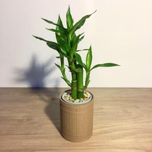 bambù fioriera myminifactory decorazione design interni vaso legna desktop barile cilindro Home decor selfcad selfcadchallenge rustico 3d print model - Mito3D