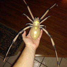 brown widow spider toys & games halloween horror scary creepy blackwidow arachnid brownwidow 3d print model - Mito3D