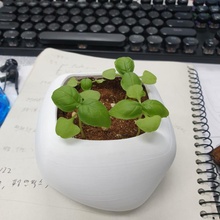 pebble shape plant & garden 3d print model - Mito3D