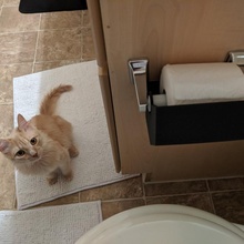 toilette papier protecteur remplacé jardin chat 3d print model - Mito3D