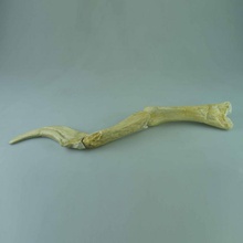 spinosaurus Schädel Knochen Krallen Bildung Tier Dinosaurier Figur 3d print model - Mito3D