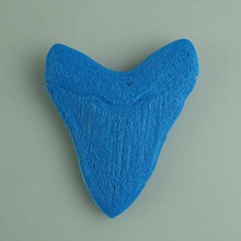 megalodon tooth education dinosaure 3d print model - Mito3D