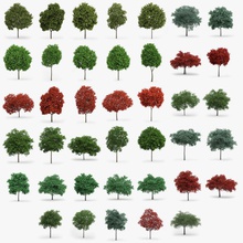 40 meşe Akça ağaç acer bark cerris toplama dış yeşillik Japonya Japon japonicum yaprak maple model bitki quercus robur rubra svizze vrmesh 3d print model - Mito3D