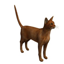 abyssin v2 animaux imprimable lowpoly 3d print model - Mito3D