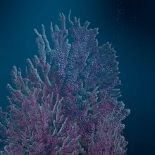 alcyonacea - soft coral 2d 3d animal builder colony jbd5 lower model ocean plant poly predator reef sea sinularia skeletal specie tropic tropical 3d print model - Mito3D