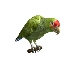 amazon parrot v1 redlored animals printable lowpoly 3d print model - Mito3D
