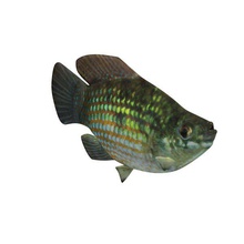 american flagfish v1 fish aquatic life printable lowpoly 3d print model - Mito3D